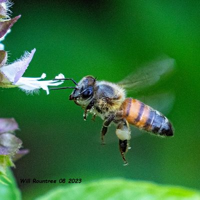 5F1A1729 Western Honey Bee .jpg