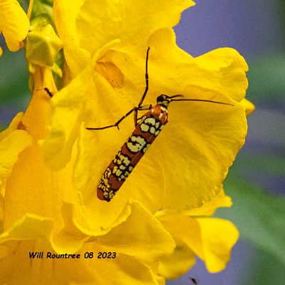 5F1A1752  Ailanthus Webworm Moth - Hodges#2401 (Atteva aurea) .jpg