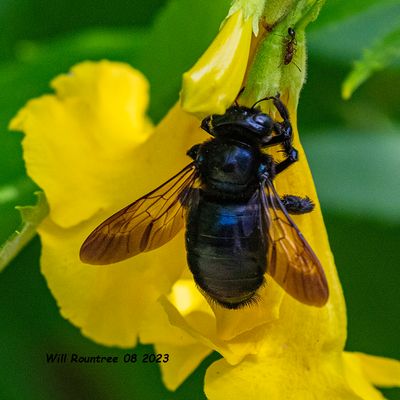5F1A1759 Large Carpenter Bees (Xylocopa)  .jpg