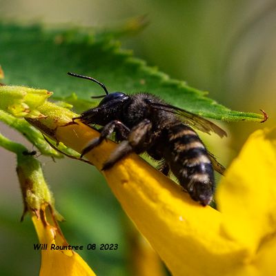 5F1A1790 Horse-fly Carpenter Bee (Xylocopa tabaniformis)  Xylocopa tabaniformis parkinsoniae .jpg