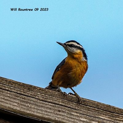 5F1A1989 Red-breasted Nuthatch .jpg