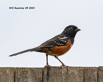 5F1A2132 Spotted Towhee .jpg