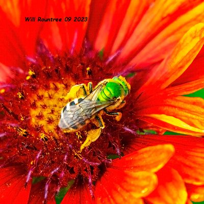 5F1A2200 green bee .jpg