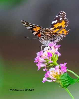 5F1A2465 Painted Lady .jpg
