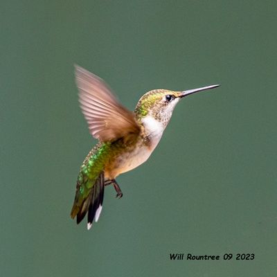5F1A2588 Ruby-throated Hummingbird .jpg