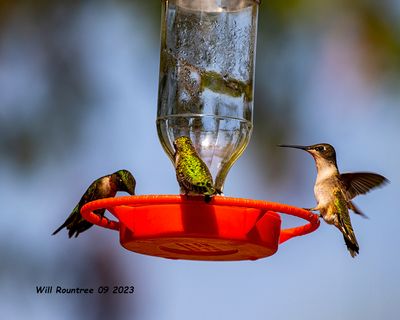 5F1A2610 Ruby-throated Hummingbirds .jpg