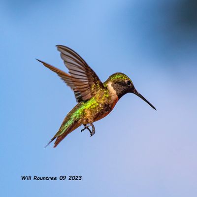 5F1A2734 Ruby-throated Hummingbird .jpg