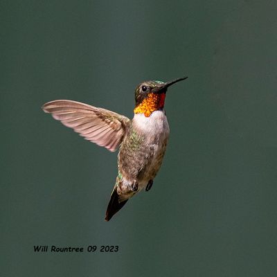 5F1A2838 Ruby-throated Hummingbird .jpg