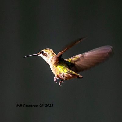 5F1A2856 Ruby-throated Hummingbird .jpg