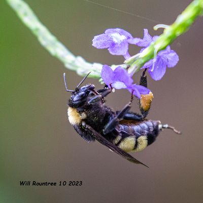 5F1A2984 American Bumble Bee (Bombus pensylvanicus) .jpg
