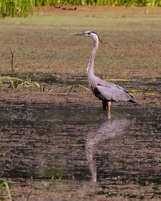 IMG_1327 Great Blue Heron .jpg