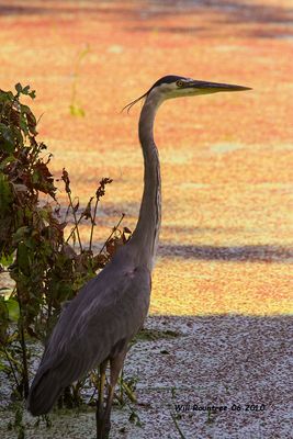 IMG_1338 Great Blue Heron .jpg