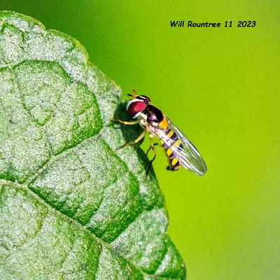 5F1A3170 Hoverfly .jpg