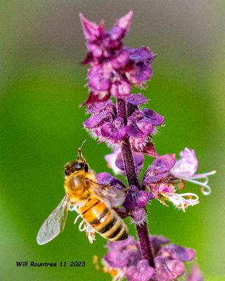 5F1A3279 Western Honey Bee (Apis mellifera) .jpg