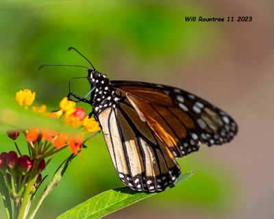 5F1A3402 Monarch (Danaus plexippus) .jpg