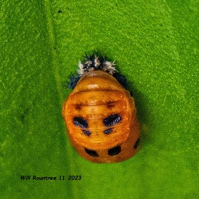 5F1A3504 Ladybug maybe jpg.jpg