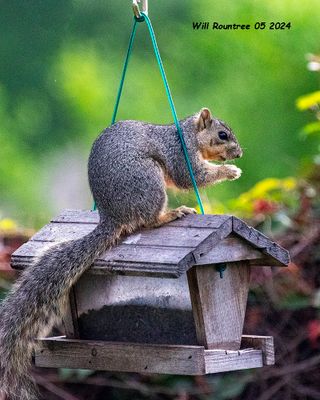 5F1A3649 Grey Squirrel .jpg