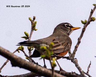5F1A3672 American Robin .jpg