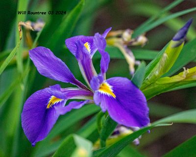 5F1A3684 Louisiana Iris .jpg