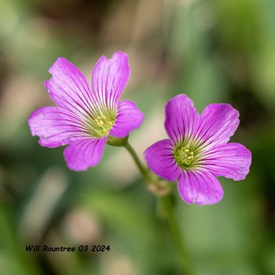 5F1A Oxalis violacea (Violet Wood Sorrel) 3693.jpg