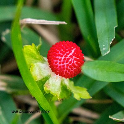 5F1A3700 Mock Strawberry (Potentilla indica) .jpg