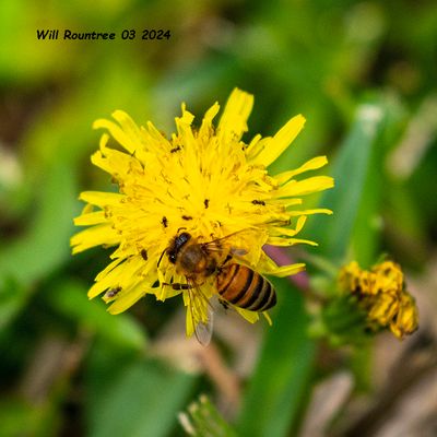 5F1A3712 Honey Bee on Dandelion .jpg
