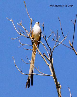5F1A3731 Scissor-tail Flycatcher .jpg