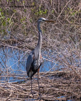 5F1A3752 Great Blue Heron .jpg