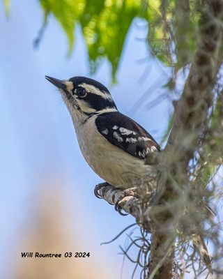 5F1A3796 Downy Woodpecker .jpg