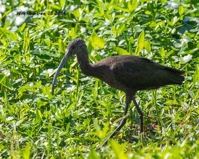 5F1A3825 White-faced Ibis .jpg