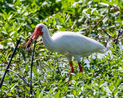 5F1A3841 White Ibis .jpg