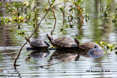 5F1A3852 Red-eared Turtles .jpg