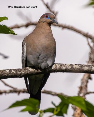 5F1A3889 White-wing Dove .jpg