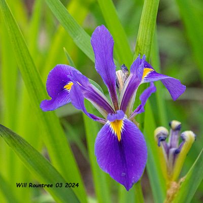 5F1A3902 Louisiana Iris .jpg