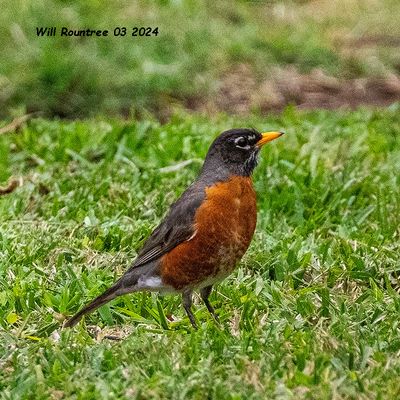 5F1A3915 American Robin jpg.jpg