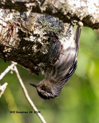 5F1A3992 Black and White Warbler .jpg