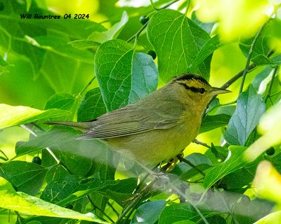 5F1A3997Worm-eating Warbler .jpg