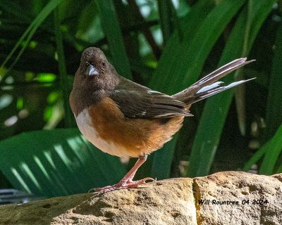 5F1A4007 Eastern Towhee .jpg