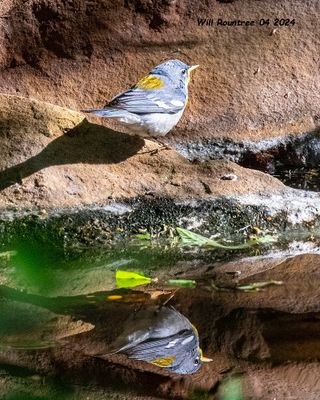 5F1A4033 Northern Parula .jpg