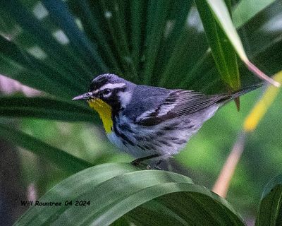 5F1A4043 Yellow- throated Warbler .jpg