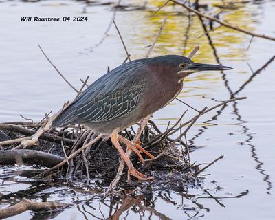 5F1A4078 Green Heron .jpg