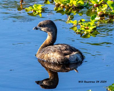 5F1A4102 Pied-bill Grebe .jpg