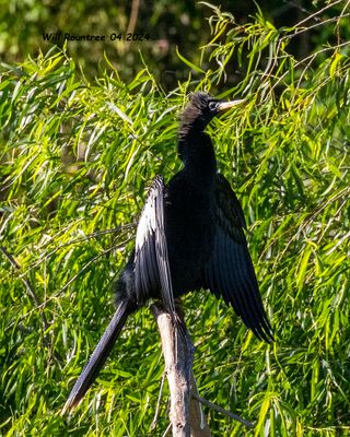 5F1A4124 Anhinga jpg.jpg