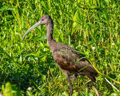 5F1A4139 White-faced Ibis Juv .jpg