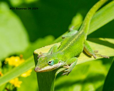 5F1A4223 Anole .jpg