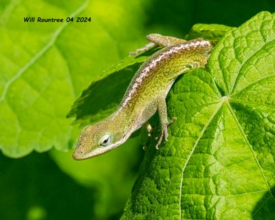 5F1A4230 Carribbean Anole .jpg