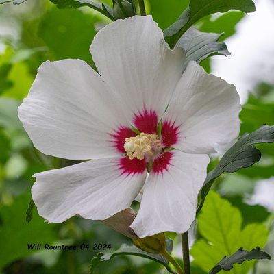 5F1A4305 Hybiscus .jpg