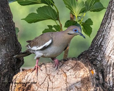 5F1A4388 White-winged Dove pg.jpg