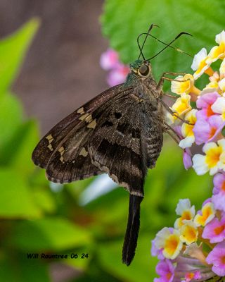 5F1A4561Long-tailed Skipper .jpg