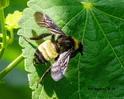 5F1A4573 Bumble Bee (Bombus) .jpg